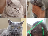 British longhair oğlumuzu acil sahiplendiriyoruz