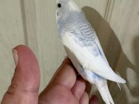 30 GÜNLÜK RENK GÜZELİ ERKEK BEBEK MUHABBET KUŞU
