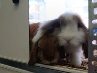HOLLANDA LOP 2 ERKEK 1 DİŞİ TAVŞAN