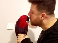 Full Evciz Muazzam Evcilikte Eclectus Papağanı