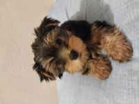 3 aylık yorkshire terrier
