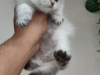 British Longhair 50 günlük