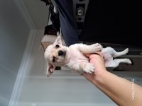 Chihuahua yavrular