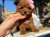 Aşılı toy poodle yavrularımız kampanya