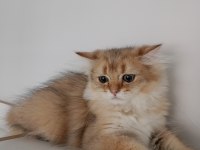 British longhair cok uyguna verilecek