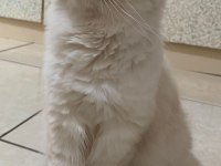 29 Nisan doğumlu scottish fold bebekler