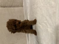 Muhteşem toy poodle