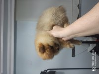 2 aylık pomeranian boo erkek