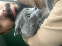 Asil bir scottish fold