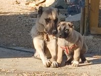 Saf kangal