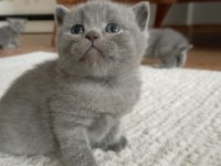 British Shorthair Gri Yavru