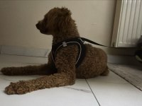 1.5 yaşında poodle