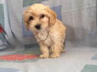 Maltipoo yavrular orijinal ev doğumlu