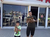 MALTESE YAVRULAR MALTİPO VE TOY POODLE YAVRULAR ANKARA
