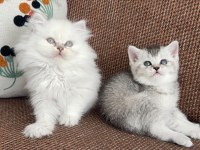 Kar topu sevenlere bebek kedilerim