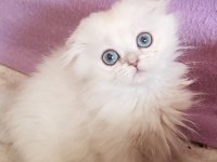 Scottish fold dişi