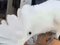 Full evcil konuşan Umbrella Kakadu