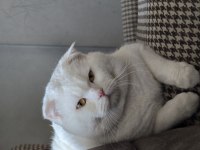 Scottish Fold Uysal