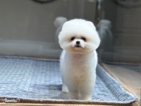 Pomeranian Boo Mini Erkek Yavrumuz Oyuncu