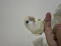 CREMİNO DİŞİ SEVDA PAPAĞANI