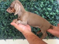 İsabella Mini Dachshund Tr de Tek