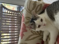 British shorthair yavru kedimiz