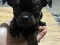 2 Aylık Chihuahua Erkek