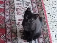 Dişi erkek yavru kediler