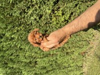 Toy poodle minyatür 0 numara