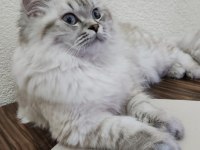 1.5 yaşında british longhair ücretsiz