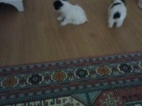 Yavrularım anne morkie baba maltese 0 numaradır