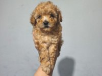 Toy poodle yavrular