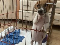 Jack Russell 2,5 Aylık