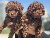 Petmode köpek çiftliğinde ziyarete açık toy poodle