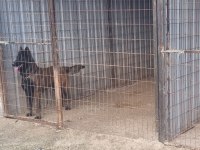 Bayrama ömürlük malinois dostunla gir