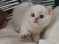 Safkan british shorthair açıklamayı okuyun lütfen