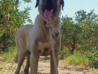 2 yaşında anadolu çoban köpeği