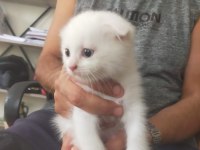 Dünyalar güzeli yavru kedilerimize yeni yuva arıyoruz