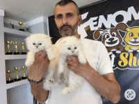 Renk Renk Üst Kalite Scotiş Fold Yavruları Anka'da