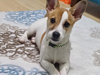 6 aylık terrier yavrumuz