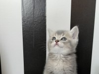 British shorthair blue golden ay11 erkek yavru