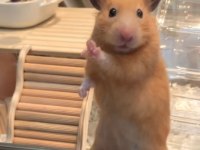 HAMSTER-GONZALES YAVRULARIMIZ HERYERE GÖNDERİM