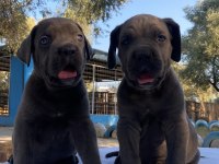 Muhteşem Cane Corso Yavrularımız