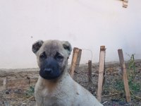 Kangal yavrusu satiliktir