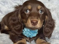 UZUN TÜYLÜ CHOCOLATE AND TAN AŞILI DACHSHUND BEBEKLER