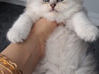 Çok sağlıklı british longhair