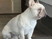 Üst Düzey Erkek French Bulldog