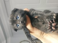 Hemen teslim mükemmel scottish fold tuvalet eğitimli