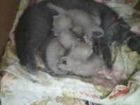British shorthair yavrular rezerveye açıktır