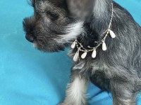 ANNE ALTINDAN REZERVE SCHNAUZER BEBEKLER